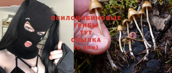 стаф Богданович