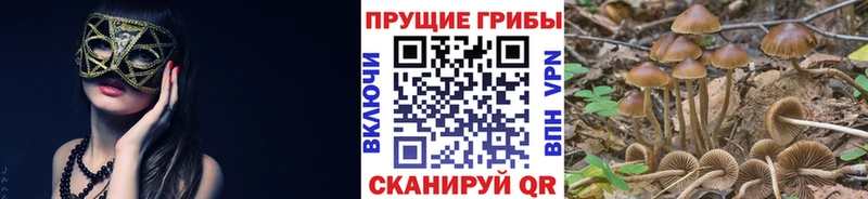 сколько стоит нарко площадка телеграм Галлюциногенные грибы мухоморы Добрянка
